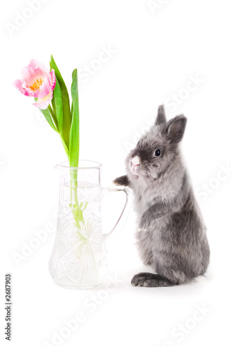 bunny standing near the vase with tulip