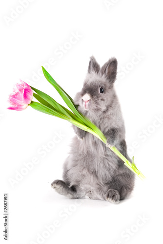bunny holding a tulip
