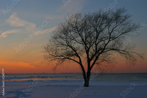 tree at sunset © Veronika Seppanen
