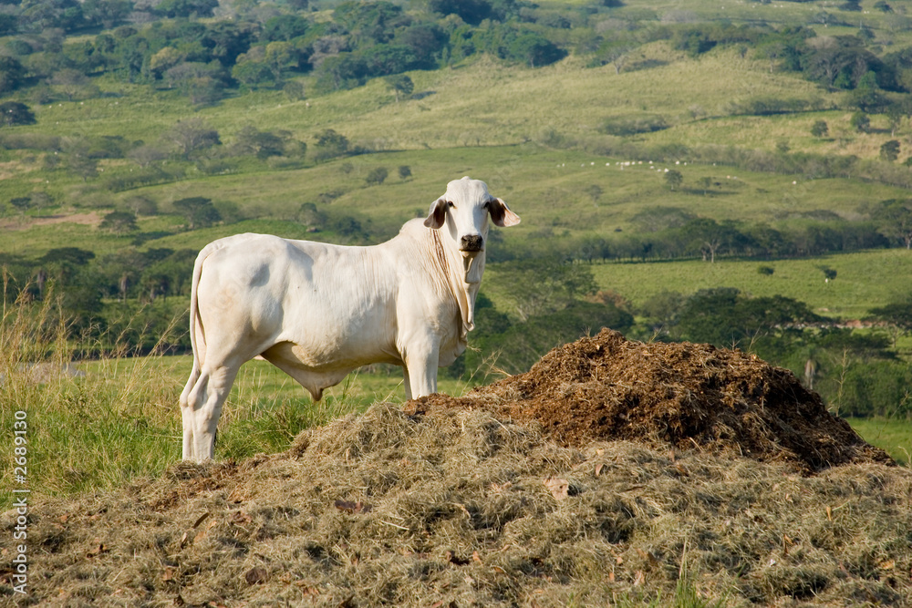 white cattle standing in the field white cattle standing in the field