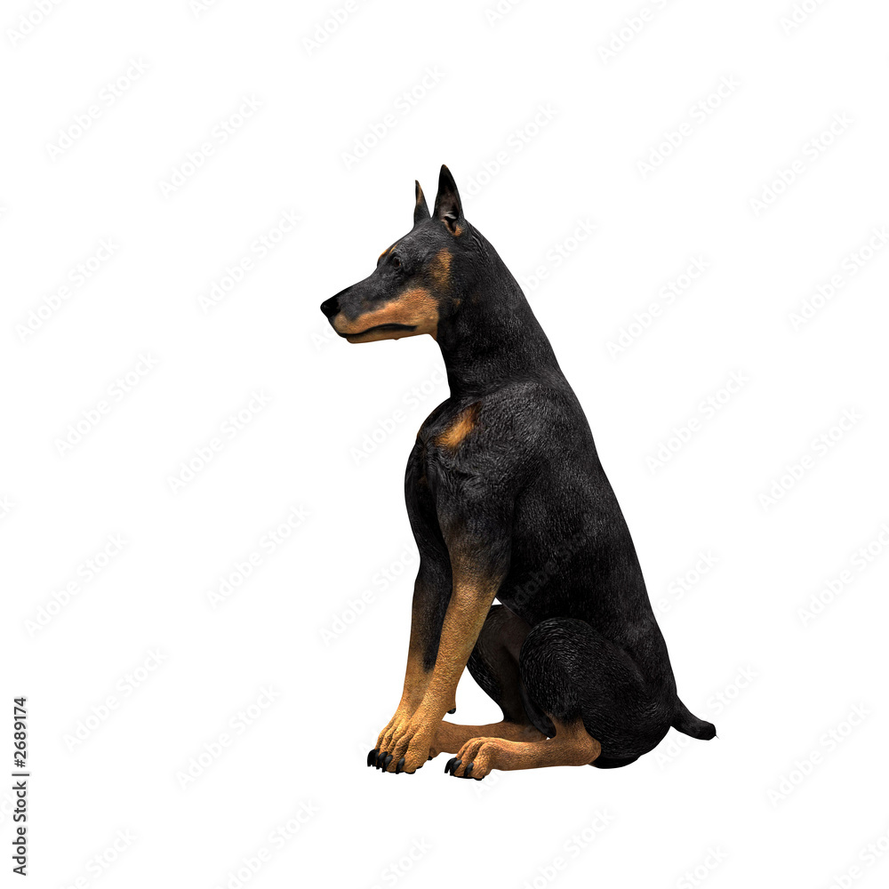 doberman - 01 doberman - 01