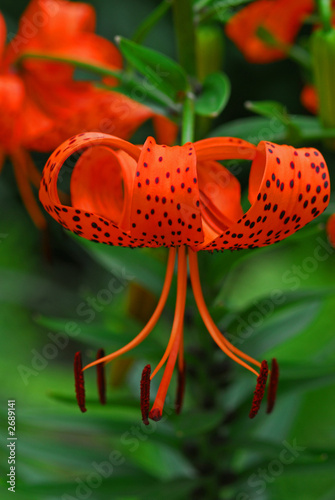 tiger lilly