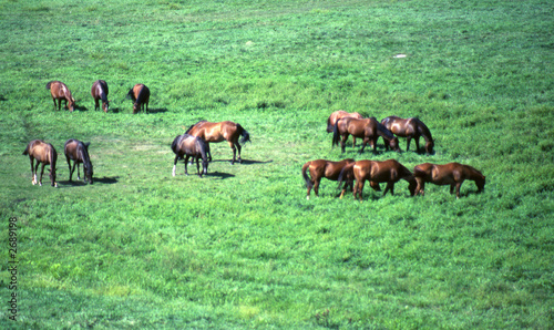 horses grazing