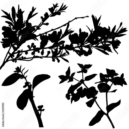 floral silhouette 03