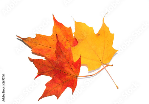 isolated maple leaves