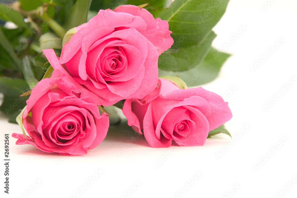 pink roses pink roses