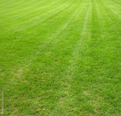 lush lawn