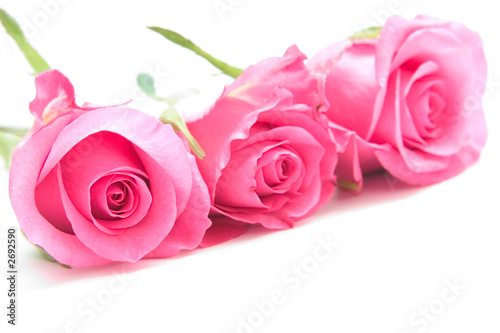 Fototapeta Naklejka Na Ścianę i Meble -  pink roses