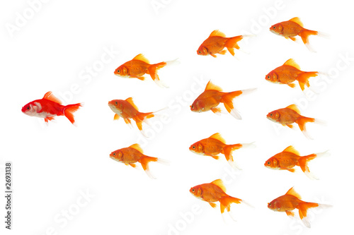 red goldfish leading