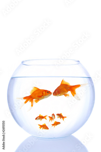 goldfish family