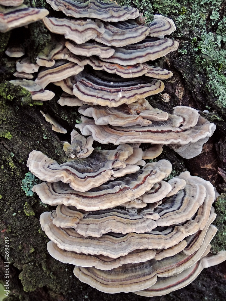 mushrooms on a tree mushrooms on a tree