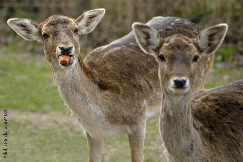 Fototapeta premium ha tu möhren