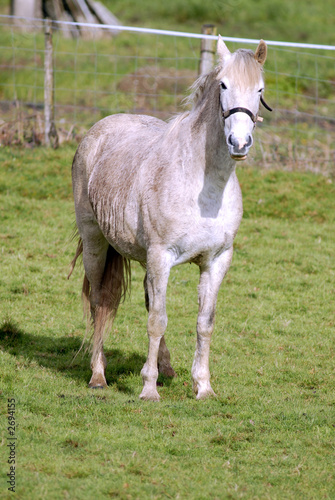cheval