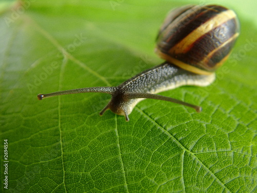 snail 01
