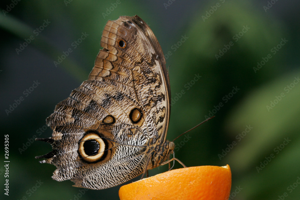 Fototapeta premium blue morpho