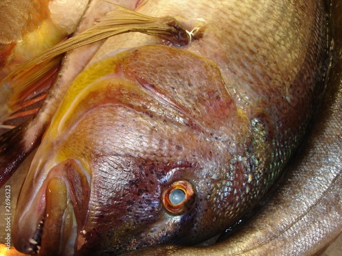 fish1 photo