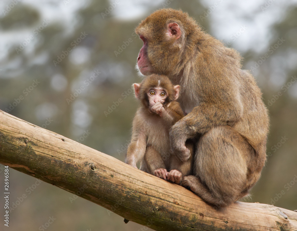 monkey with her cute baby