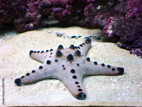 starfish #2697181