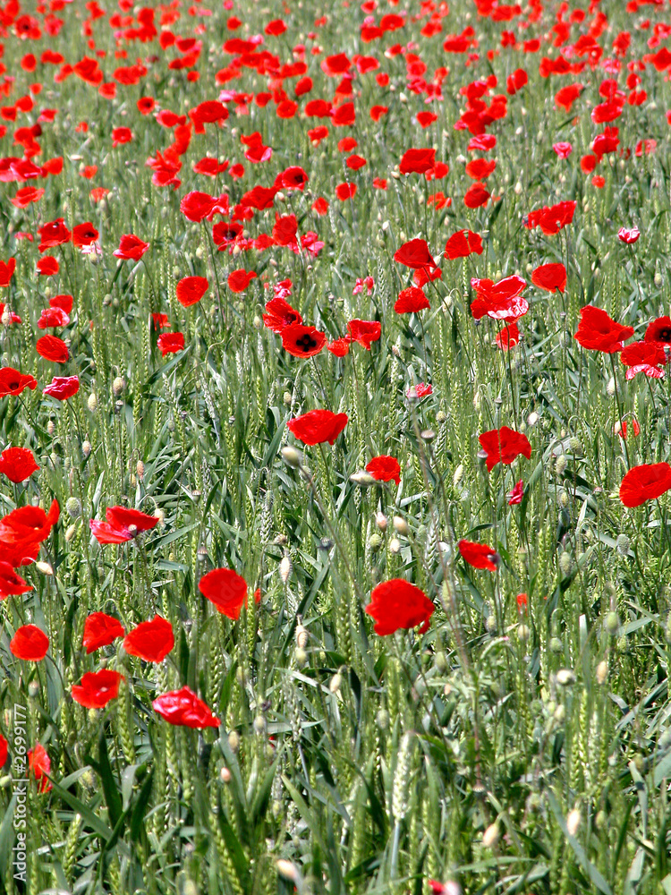 Fototapeta premium papaveri 2