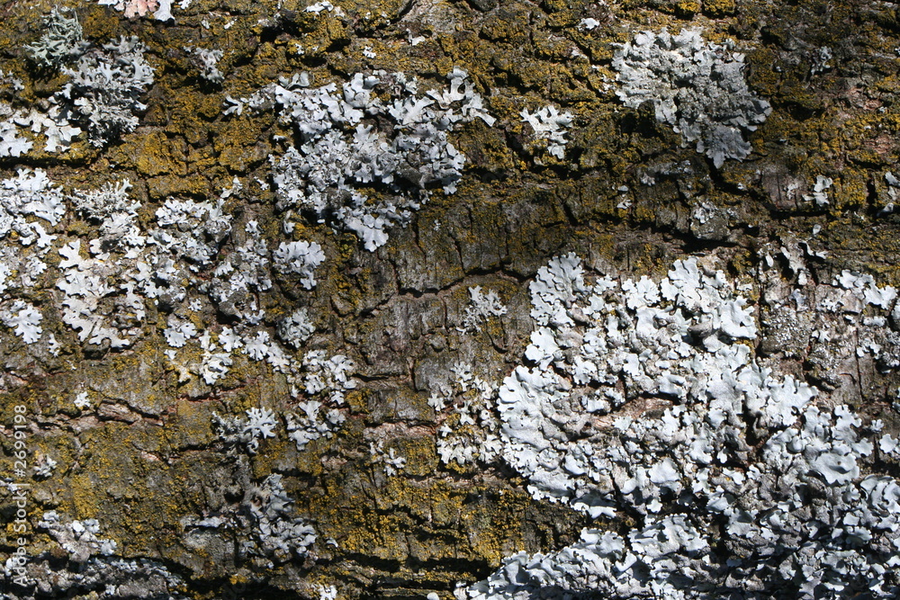 texture : tree bark texture : tree bark