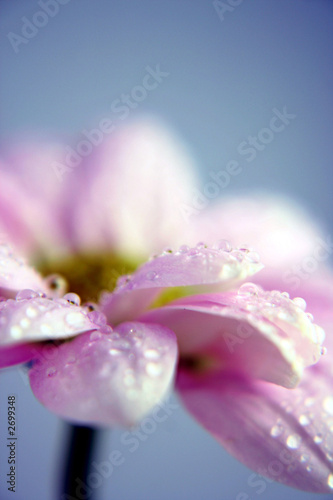 pink daisy