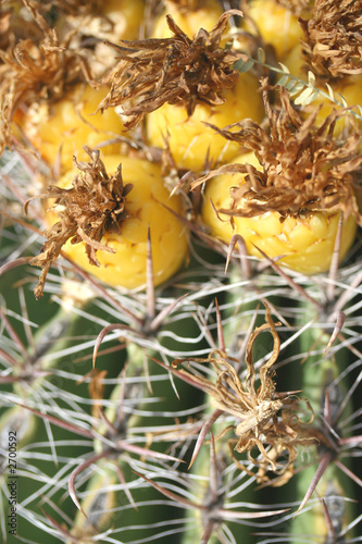 cactus photo