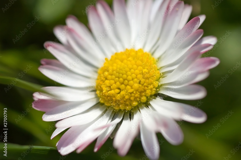 mini daisy mini daisy