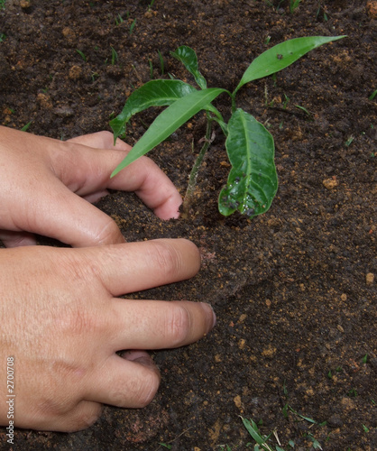 planting a tree