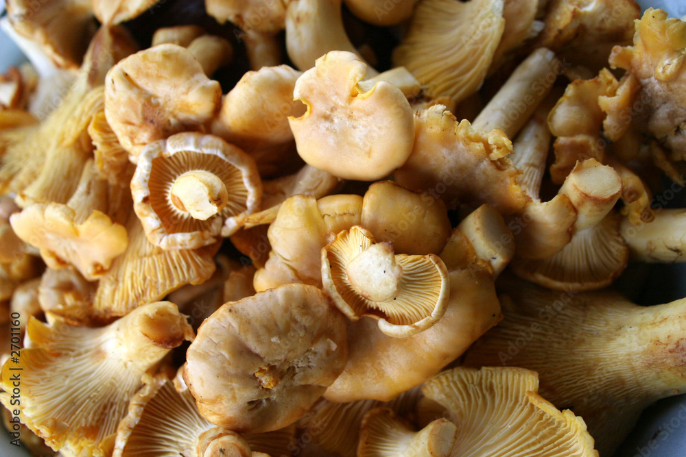 wild mushrooms wild mushrooms