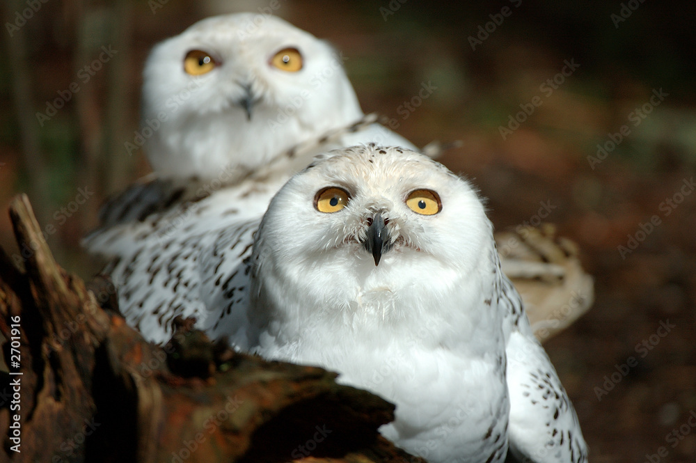 Obraz premium snowy owls