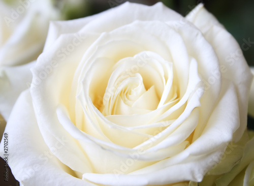 white rose 1