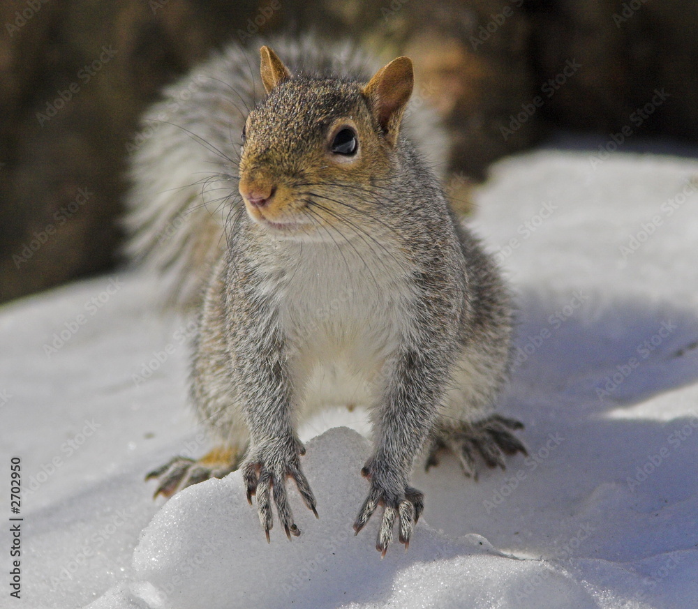 squirrel in the park squirrel in the park