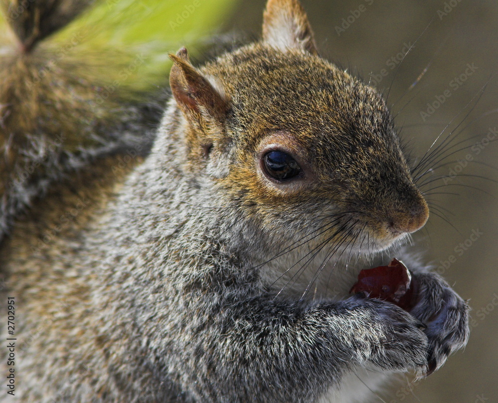 squirrel eating berry squirrel eating berry