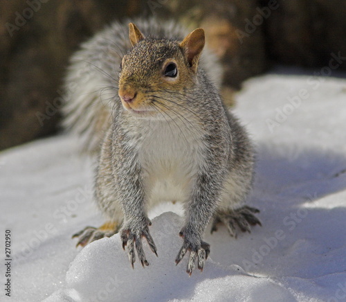 squirrel in the park