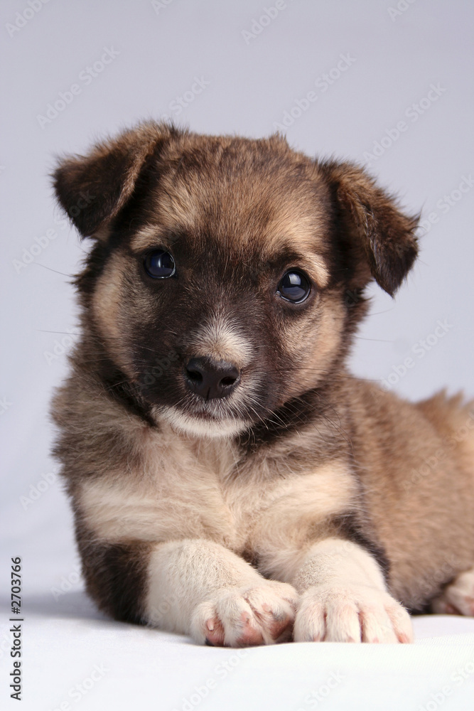 the puppy