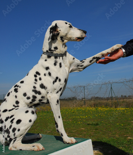 mon ami dalmatien