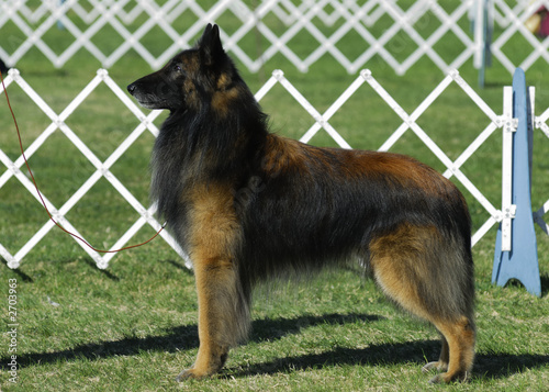 belgian tervuren dog