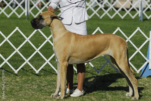 great dane