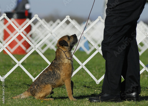 border terrier