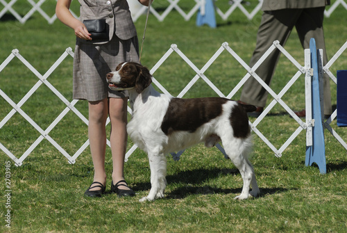 brittany dog poses with her master