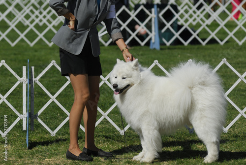 samoyed dog poses for the judges