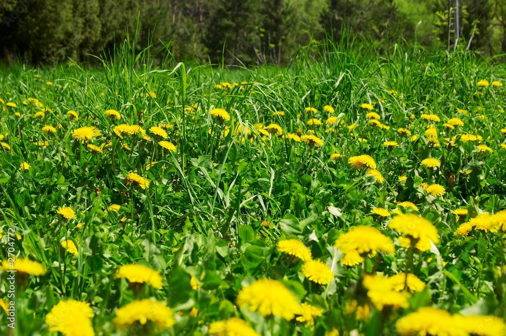 Fototapeta premium yellow dandelons