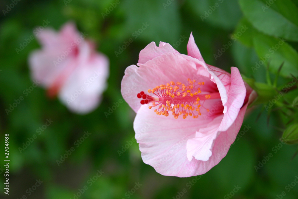 pink hibiskus blossoms - shallow depth of field
