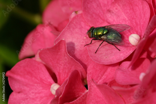 resting fly on hydrangea