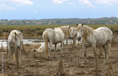Fototapeta Naklejka Na Ścianę i Meble -  white wild horses