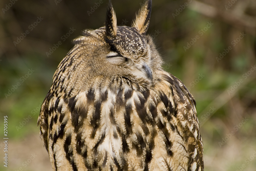 Fototapeta premium mdg-birds-04