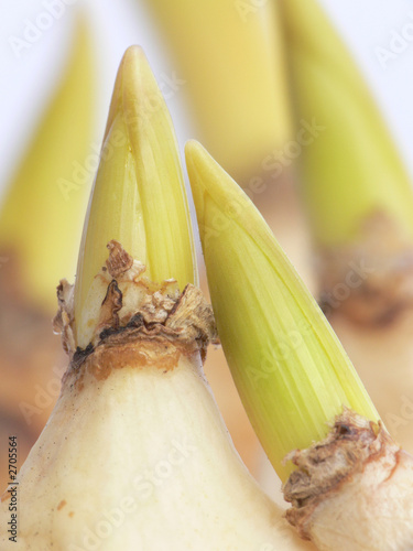 group of sprouting bulbs