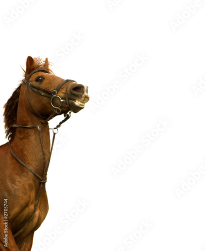 talking horse