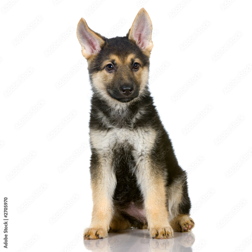 chiot berger allemand chiot berger allemand