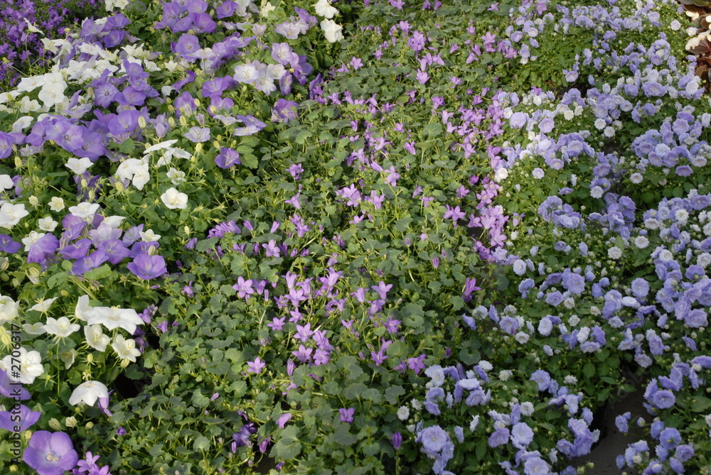 allée de fleurs allée de fleurs